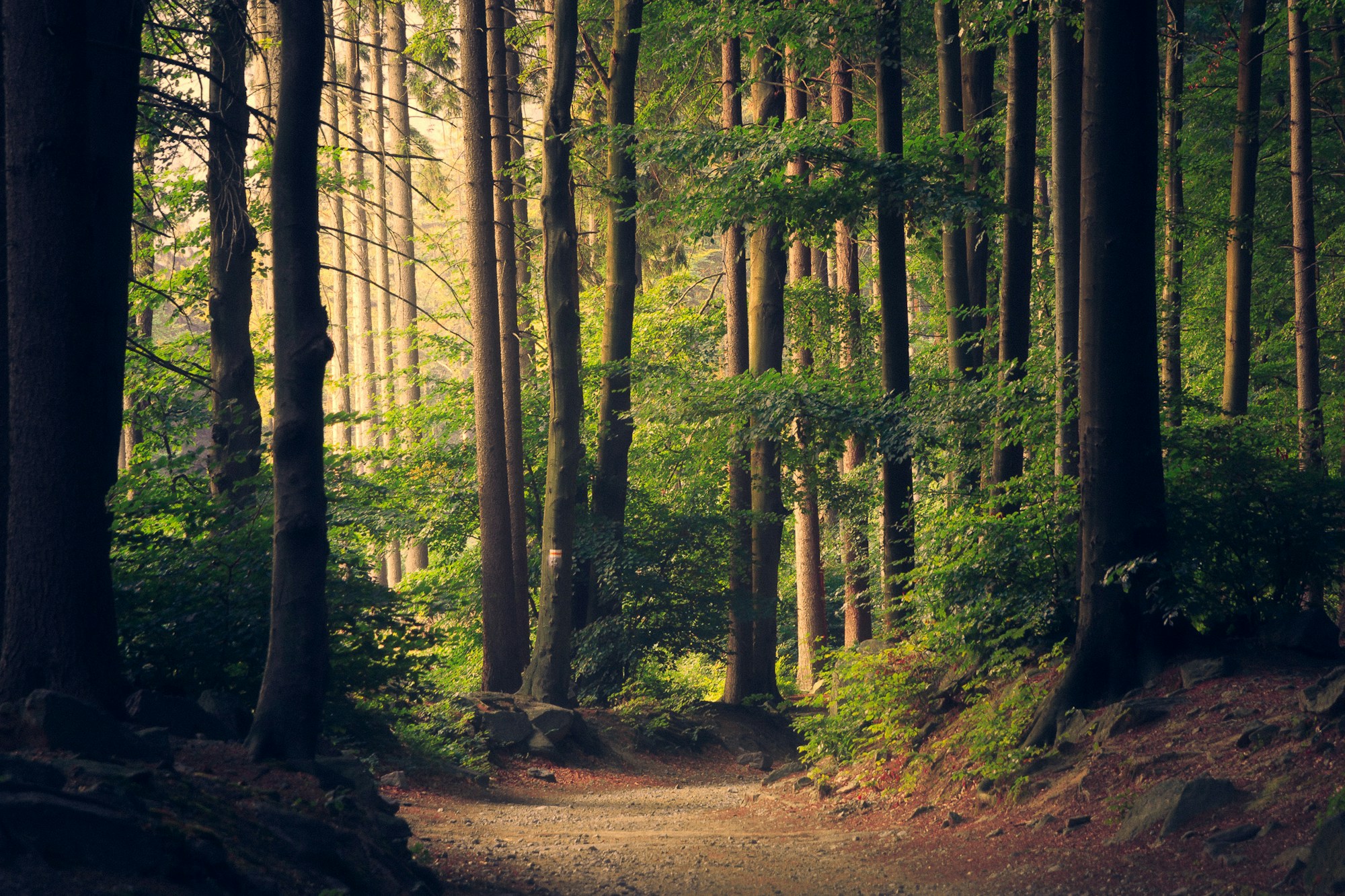 Sunlight passing through an established forest