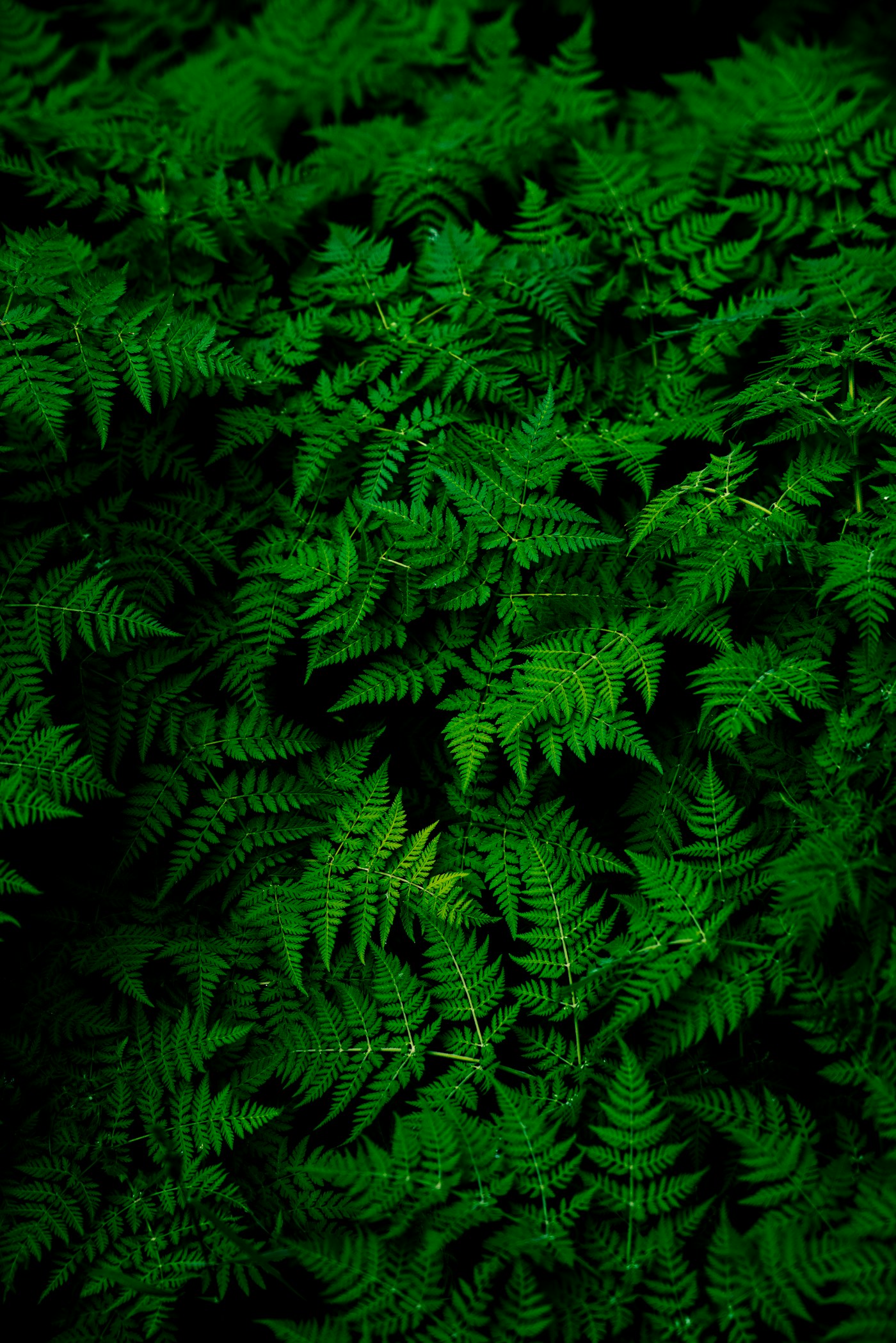 Dense green foliage